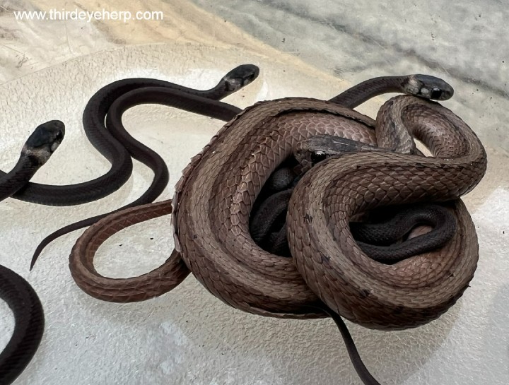 DeKay's Brown Snake